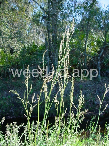 sorrel, heartwing